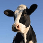 Livestock Dealer Bond